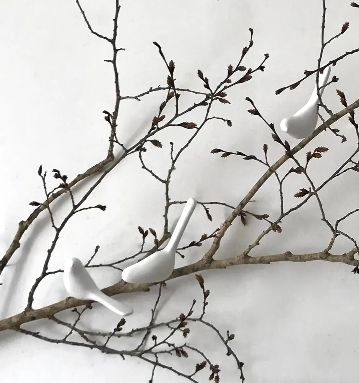 Branche de charme naturelle