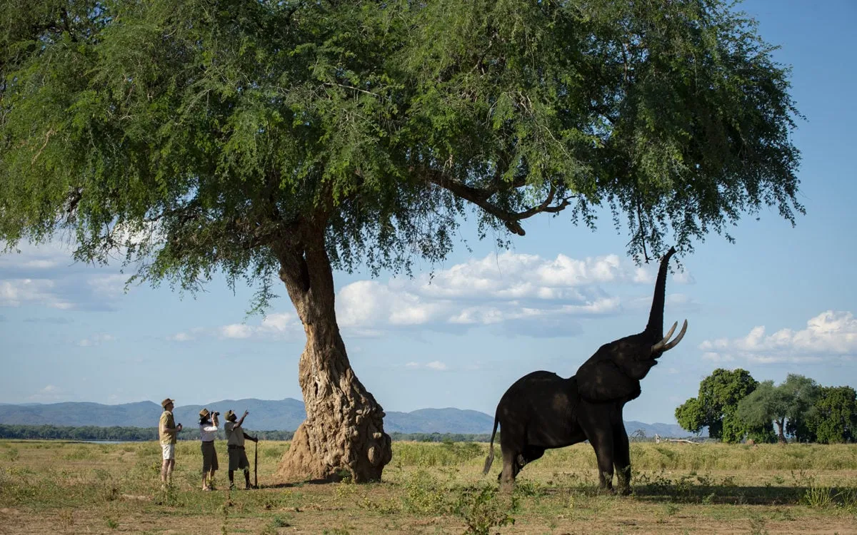 safari à pieds Mana Pools, Zazu Voyage