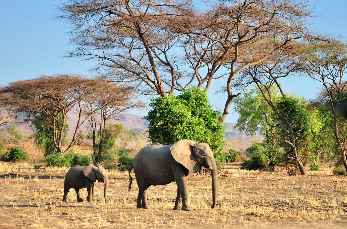 elephants Zambie Zazu Voyage
