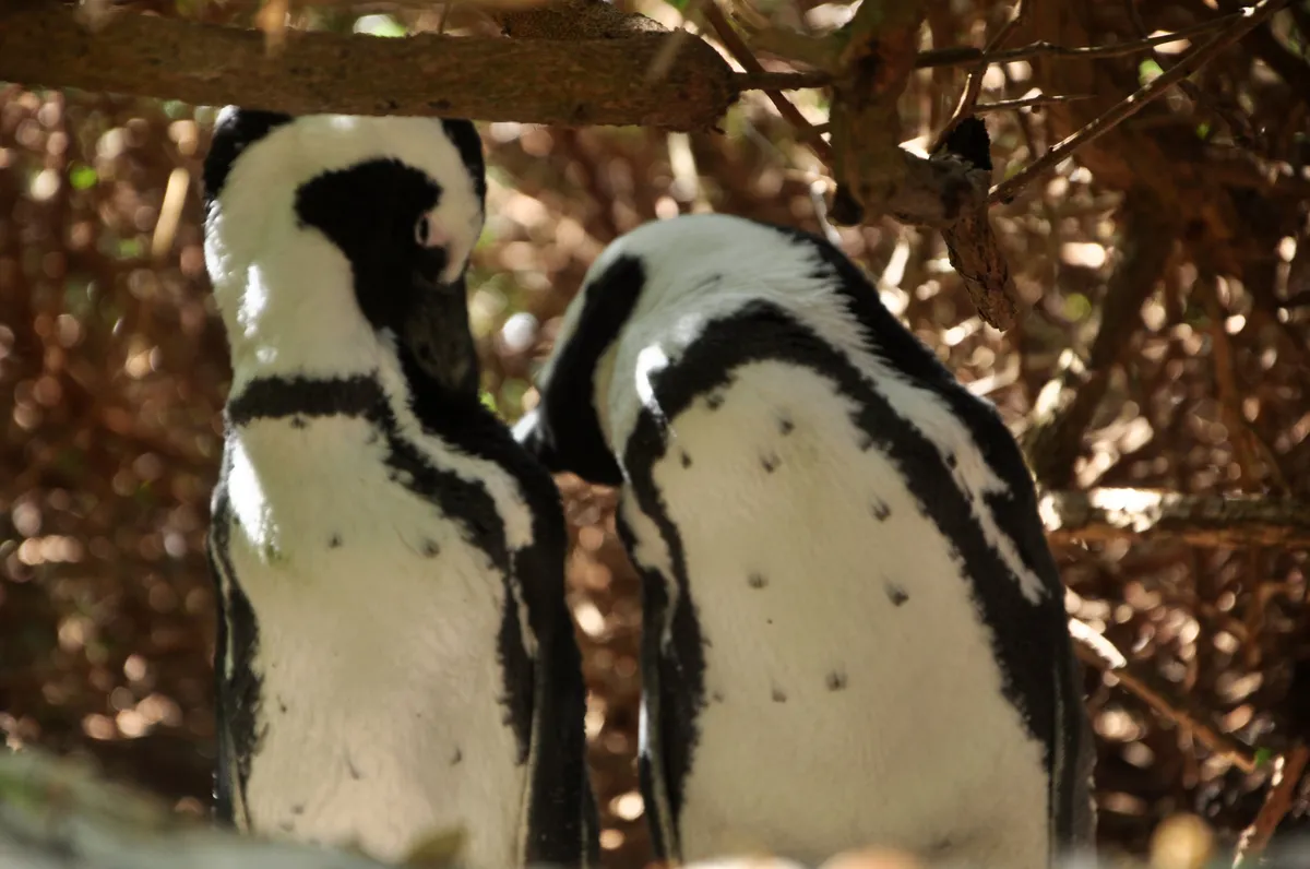 pingouns Le Cap Zazu Voyage